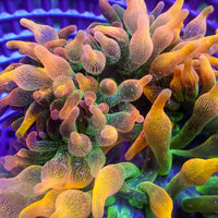 WYSIWYG Celestial Glow Rainbow Bubble Tip Anemone (4-6”) - Corals Anonymous