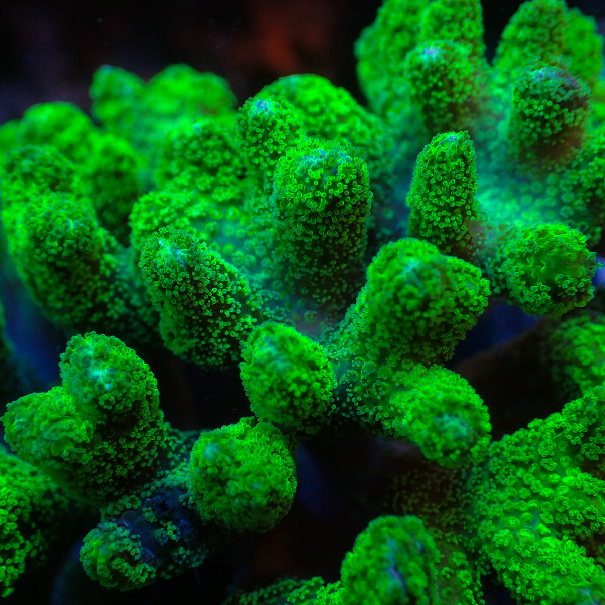 Corals Anonymous Green Bird's Nest Seriatopora SPS Coral (1” Frag)