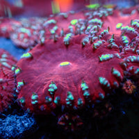 Cherry Bomb Blastomussa (1 Polyp) - Corals Anonymous