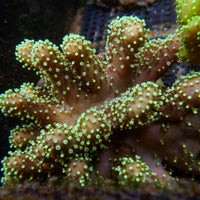 Neon Green Polyp Million Devil's Hand Toadstool - Corals Anonymous