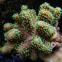 Neon Green Polyp Million Devil's Hand Toadstool - Corals Anonymous