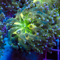 Blue Tip Yellow/Green Mouth Branching Frogspawn - Corals Anonymous