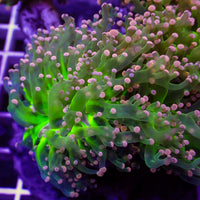 Pink Tip Green Branching Frogspawn - Corals Anonymous