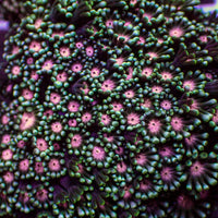 Pink Wink Alveopora (0.5-1” Frag) - Corals Anonymous
