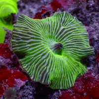 Watermelon Discosoma Mushroom - Corals Anonymous
