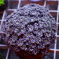Yellow Eye Purple Goniopora (0.5-1” Frag) - Corals Anonymous