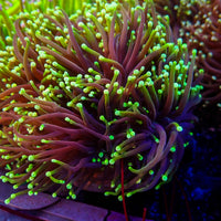 Green/Teal Tip Indo Gold