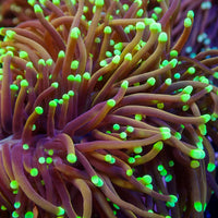 Green/Teal Tip Indo Gold