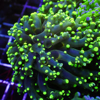Green-Tipped Branching Frogspawn
