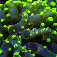 Green-Tipped Branching Frogspawn