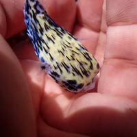 Blue Pelagic Porcupine Puffer (Very Rare)