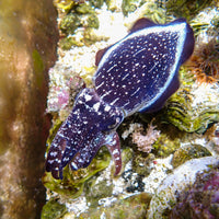 Dwarf Cuttlefish (2.5-3")
