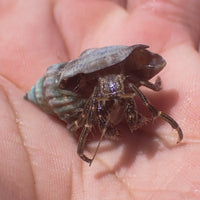 Pacific Hairy Hermit Crab (0.75-1") - Corals Anonymous