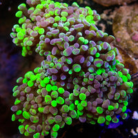 Toxic Splatter Branching Hammer
