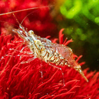 Marine Glass Shrimp (5 pack)