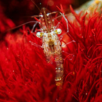 Marine Glass Shrimp (5 pack)