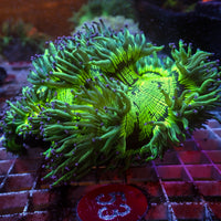 WYSIWYG Indo Blue Tip Elegance Colony (5-7")