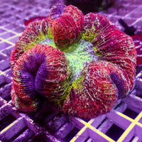 WYSIWYG Cosmic Blast Rainbow Red Wellso