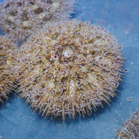 Flower Urchin - Corals Anonymous