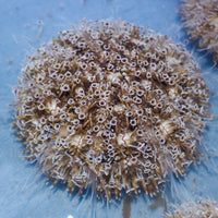 Flower Urchin - Corals Anonymous