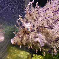 WYSIWYG XXL Tassle Filefish (5-7")