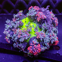 WYSIWYG Goblin Flame Hellfire Anemone (1-2")
