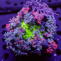 WYSIWYG Goblin Flame Hellfire Anemone (1-2")