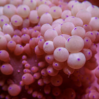 WYSIWYG XL Berry n' Cream Sebae Anemone (Rare, 7-9")