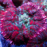 Scarlet Blood Rhodactis Mushroom
