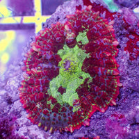 Crimson Nova Rhodactis Mushroom
