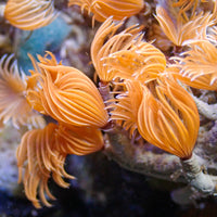 Mini Fire Feather Duster Worm (Self-Reproducing) - Corals Anonymous