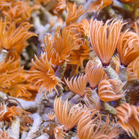 Mini Fire Feather Duster Worm (Self-Reproducing) - Corals Anonymous