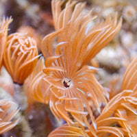 Mini Fire Feather Duster Worm (Self-Reproducing) - Corals Anonymous