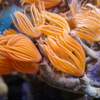 Mini Fire Feather Duster Worm (Self-Reproducing) - Corals Anonymous