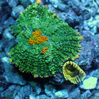 WYSIWYG Mai Tai Bounce Rhodactis Mushroom w/ Yellow Feather Duster