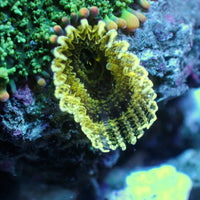 WYSIWYG Mai Tai Bounce Rhodactis Mushroom w/ Yellow Feather Duster