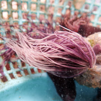 Crimson Purple Tube Anemone - Corals Anonymous