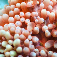 WYSIWYG Purple Tip Pink Sebae Anemone (3-5")