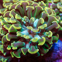 Teal Mouth Rainbow Branching Hammer - Corals Anonymous