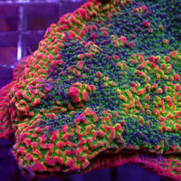 Tutti Frutti Rainbow Montipora (0.5-1" Frag)