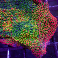 Tutti Frutti Rainbow Montipora (0.5-1" Frag)