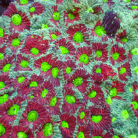 Aussie Two Faced War Coral Favites (0.5-1” Frag)