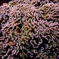 Aussie Pink Tip Wall Hammer