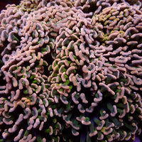 Aussie Pink Tip Wall Hammer