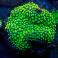 Green Florida Ricordea Mushroom