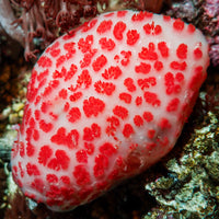 Strawberry Sea Squirt (XL, Self-Reproducing) - Corals Anonymous