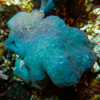 Blueberry Sea Squirt Colony (XL, Self-Reproducing) - Corals Anonymous