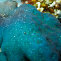 Blueberry Sea Squirt Colony (XL, Self-Reproducing) - Corals Anonymous