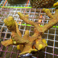 Branching Yellow Sponge Colony (6-9") - Corals Anonymous
