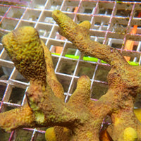 Branching Yellow Sponge Colony (6-9") - Corals Anonymous